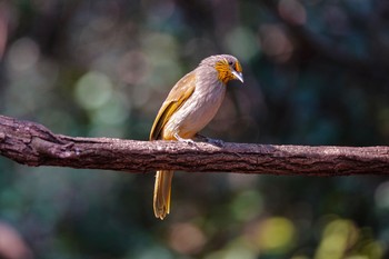 Stripe-throated Bulbul タイ中部 Sun, 2/9/2020