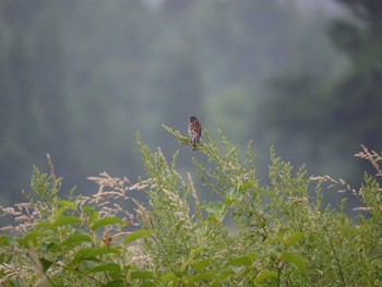 ホオアカ 戸隠森林植物園(戸隠森林公園) 2013年8月1日(木)