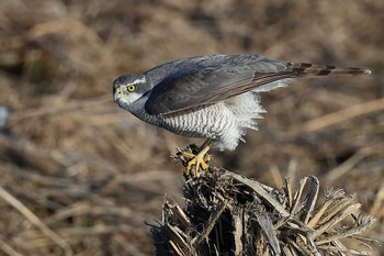 Eurasian Goshawk