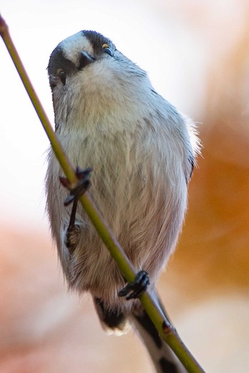 Long-tailed Tit 田辺市中辺路 Unknown Date