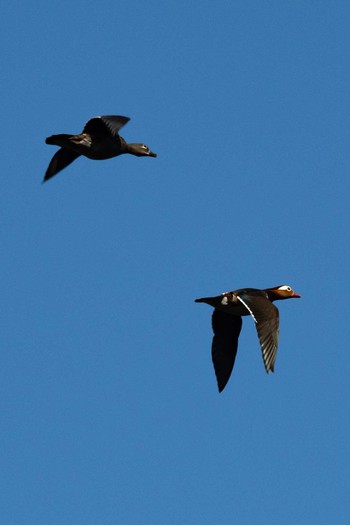 Mandarin Duck 田辺市大塔 Sun, 2/23/2020