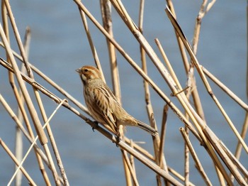 Mon, 2/24/2020 Birding report at Tokyo Port Wild Bird Park