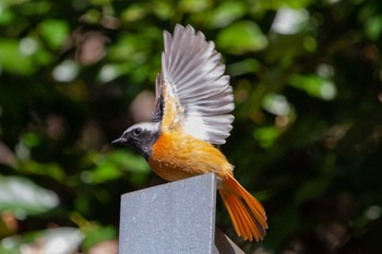 Daurian Redstart 和歌山県西牟婁郡上富田町 Thu, 1/2/2020