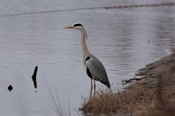 アオサギ 水元公園 2020年2月26日(水)