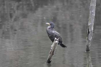 カワウ 水元公園 2020年2月26日(水)