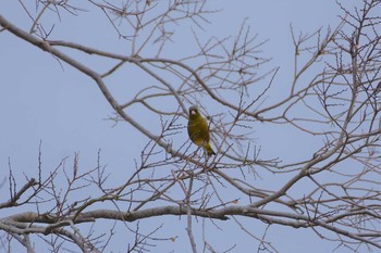 カワラヒワ 水元公園 2020年2月26日(水)