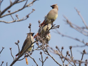 2020年2月26日(水) 東高根森林公園の野鳥観察記録