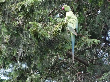 ワカケホンセイインコ 井の頭公園 2014年7月12日(土)