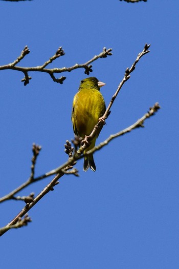 カワラヒワ 和歌山県西牟婁郡上富田町 2020年2月24日(月)