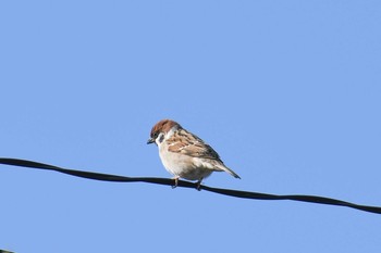 Eurasian Tree Sparrow 和歌山県西牟婁郡上富田町 Sun, 2/2/2020