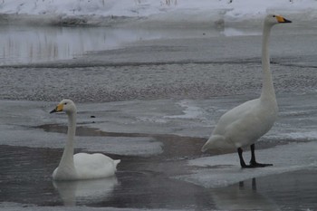 オオハクチョウ 釧路 2019年2月10日(日)