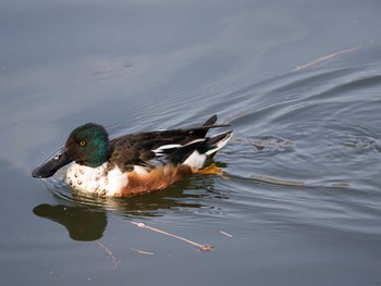 Northern Shoveler 善福寺公園 Sat, 2/1/2014