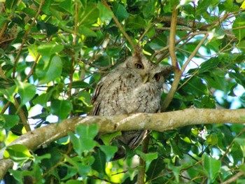 Pacific Screech Owl