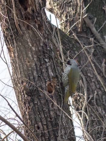 Japanese Green Woodpecker 善福寺公園 Sat, 2/1/2014