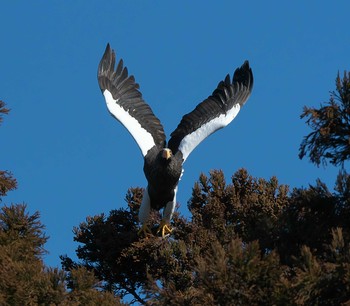 Steller's Sea Eagle 涸沼 Sat, 2/1/2020