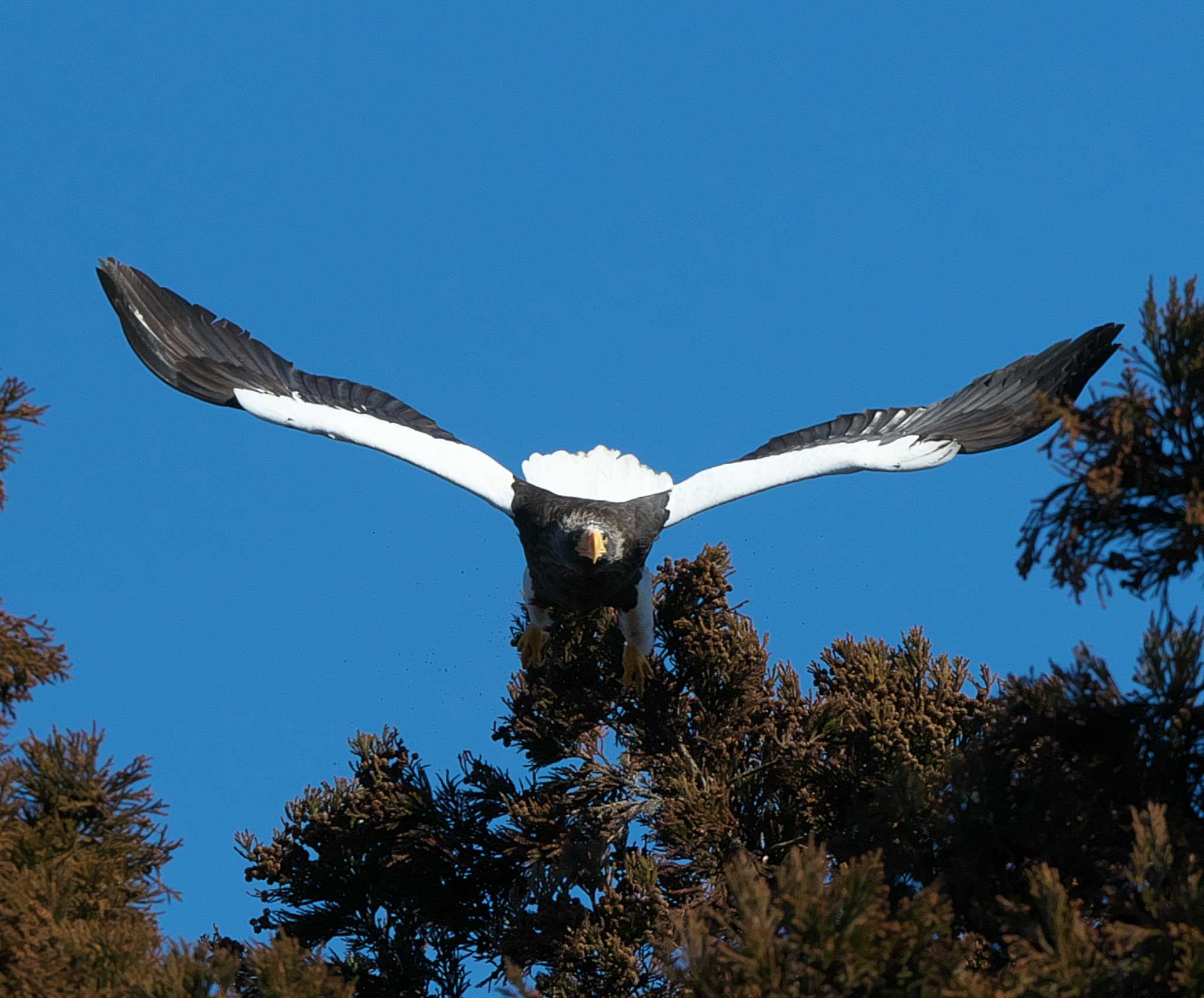 Photo of Steller's Sea Eagle at 涸沼 by アカウント3953