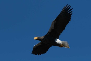 Steller's Sea Eagle 涸沼 Sat, 2/1/2020