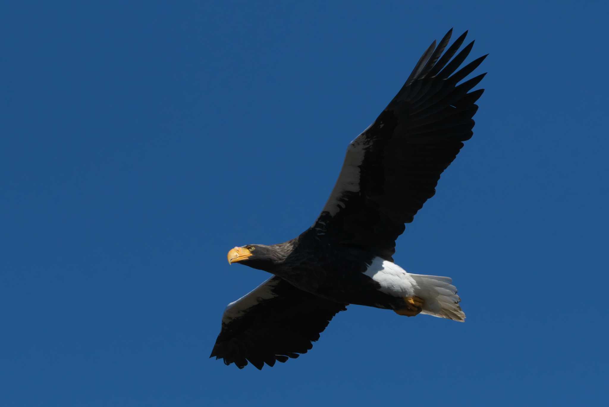 Photo of Steller's Sea Eagle at 涸沼 by アカウント3953