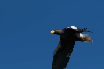 Steller's Sea Eagle 涸沼 Sat, 2/1/2020