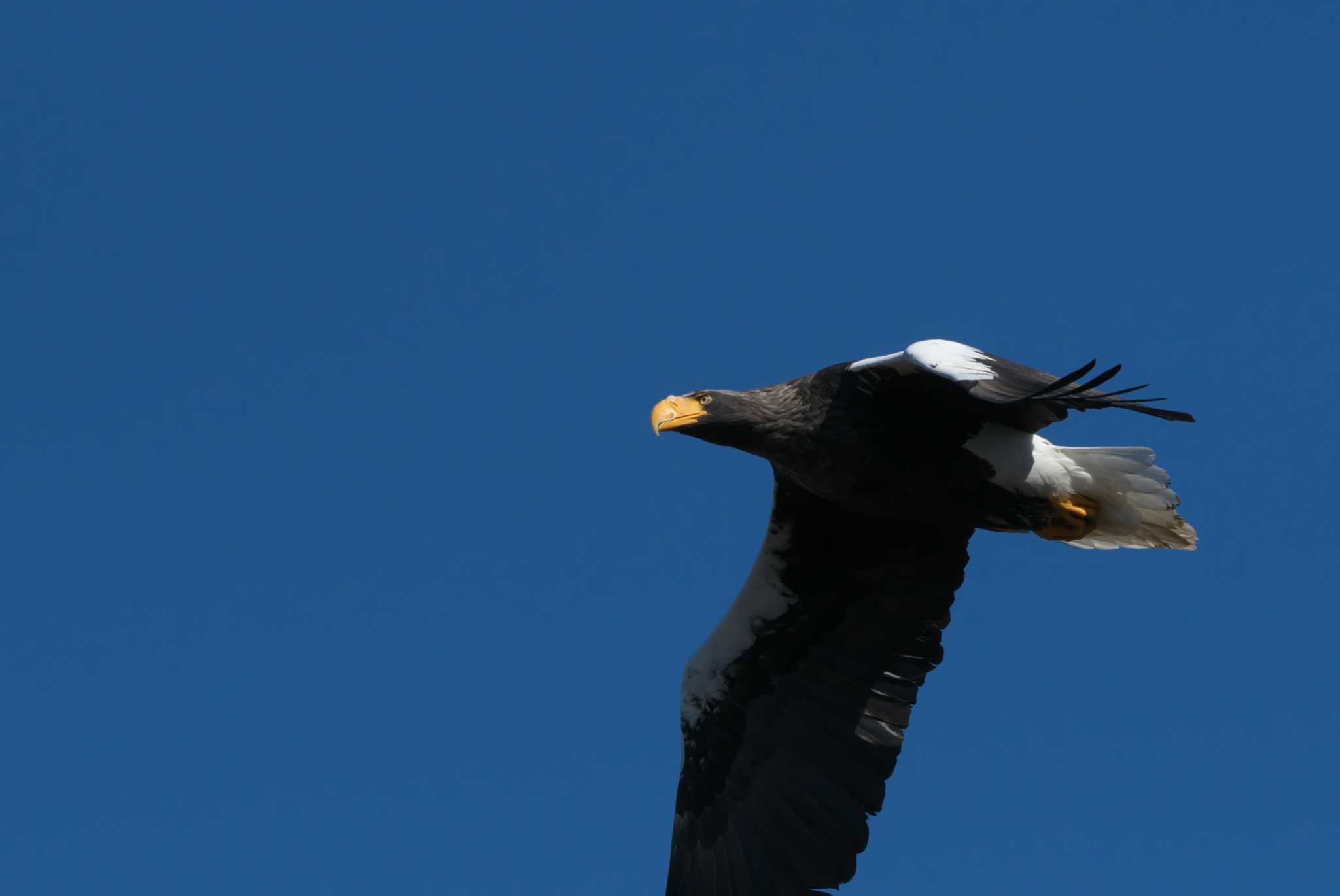 Photo of Steller's Sea Eagle at 涸沼 by アカウント3953