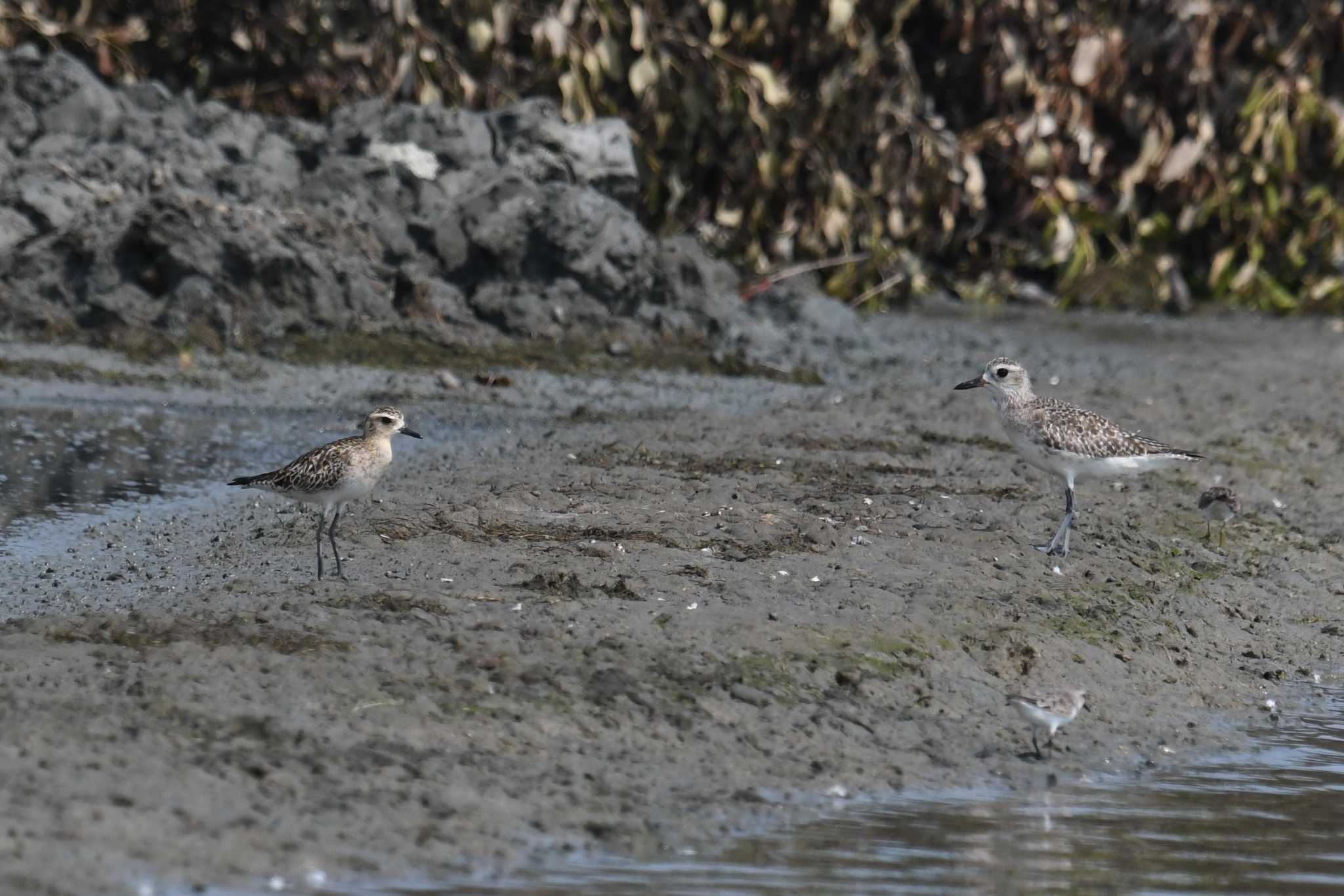 Grey Plover