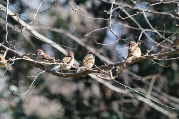 スズメ 野川公園 2020年2月5日(水)