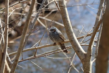 ヒヨドリ 野川公園 2020年2月5日(水)