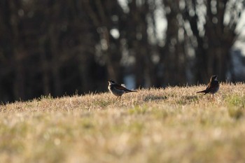 ツグミ 野川公園 2020年2月23日(日)