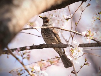 未同定 北本 2019年3月31日(日)