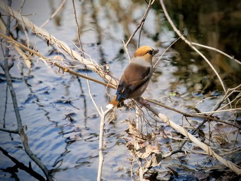 シメ 北本自然観察公園 2019年3月21日(木)