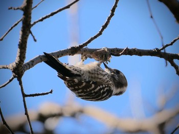 コゲラ 北本自然観察公園 2020年2月23日(日)