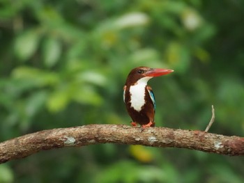 White-throated Kingfisher Singapore Botanic Gardens Sun, 2/16/2020