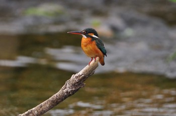 2019年12月29日(日) 福岡県の野鳥観察記録