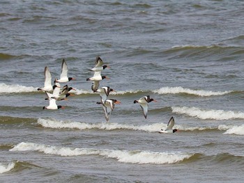 Eurasian Oystercatcher Gonushi Coast Wed, 11/4/2015