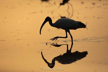 Black-headed Ibis Pathum Thani experimental ricefields Wed, 2/12/2020