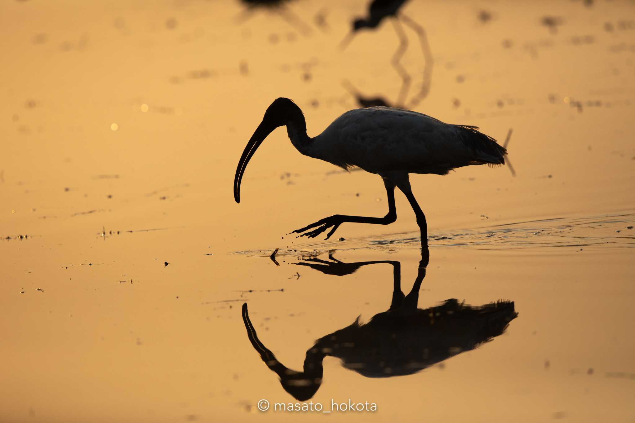 Photo of Black-headed Ibis at Pathum Thani experimental ricefields by Trio