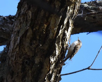 2015年11月21日(土) 戦場ヶ原の野鳥観察記録