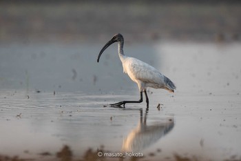 Black-headed Ibis Pathum Thani experimental ricefields Wed, 2/12/2020