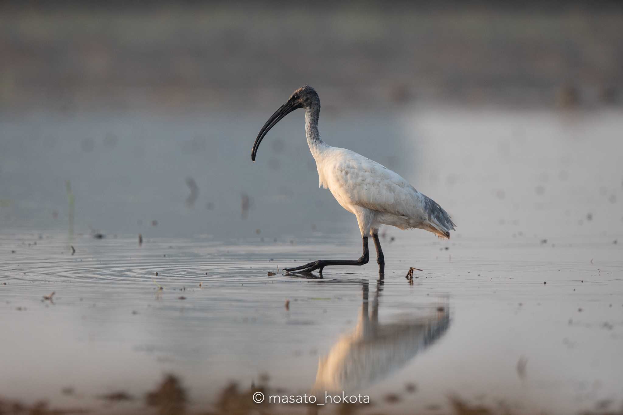 Photo of Black-headed Ibis at Pathum Thani experimental ricefields by Trio