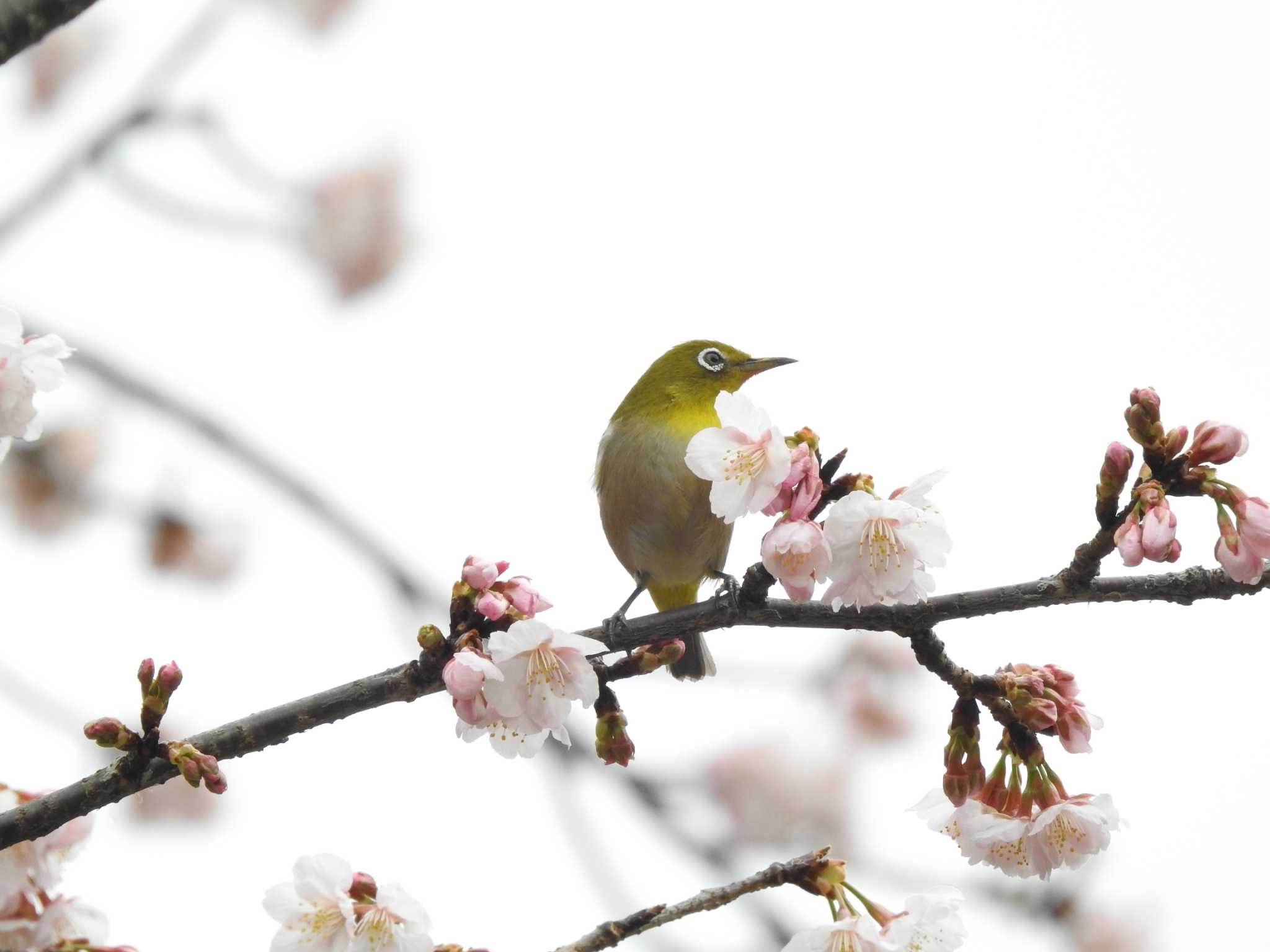 Photo of Warbling White-eye at Hibiya Park by TK2