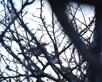 Dusky Thrush Senjogahara Marshland Sat, 11/21/2015