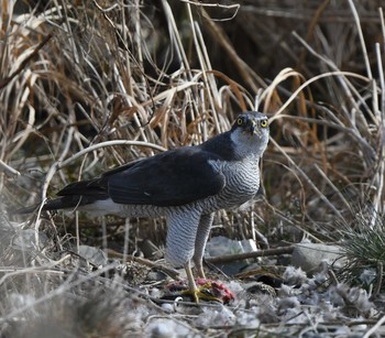 Eurasian Goshawk 東京都多摩地域 Wed, 2/12/2020