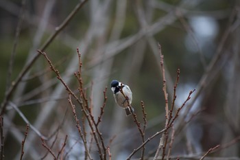 Coal Tit 長野県（中信） Tue, 2/25/2020