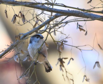 Sat, 11/28/2015 Birding report at 八柱霊園