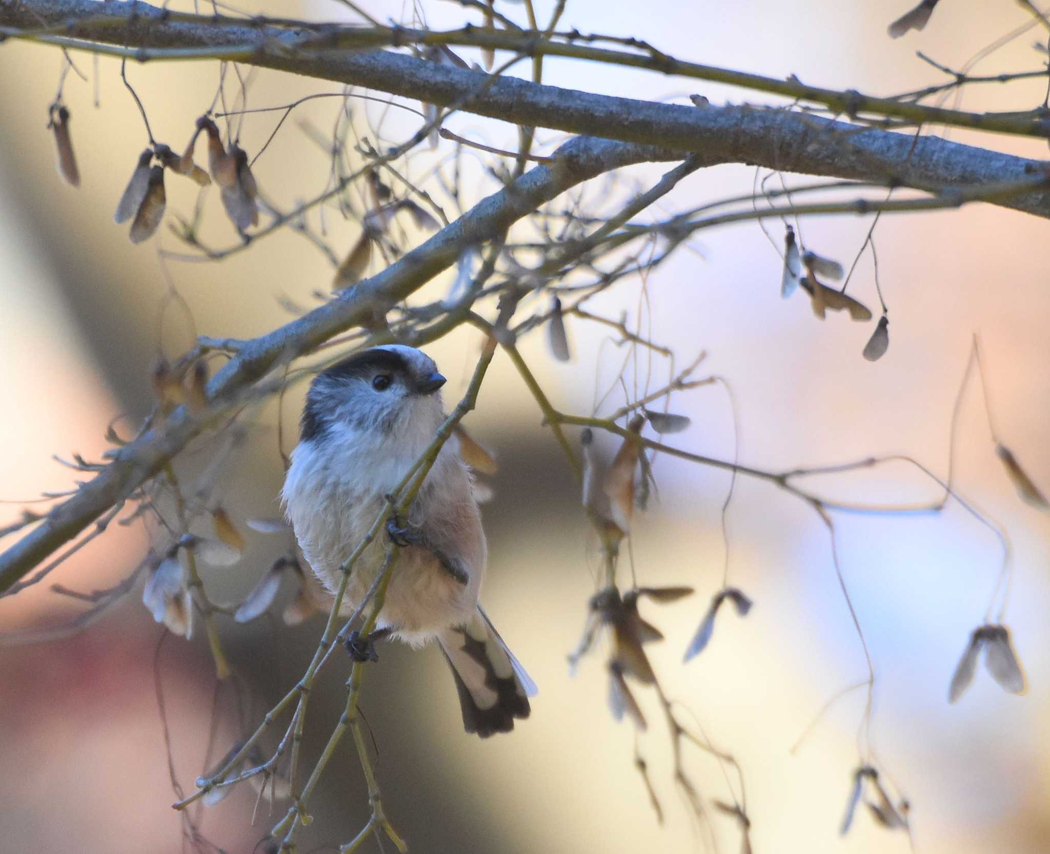 Long-tailed Tit