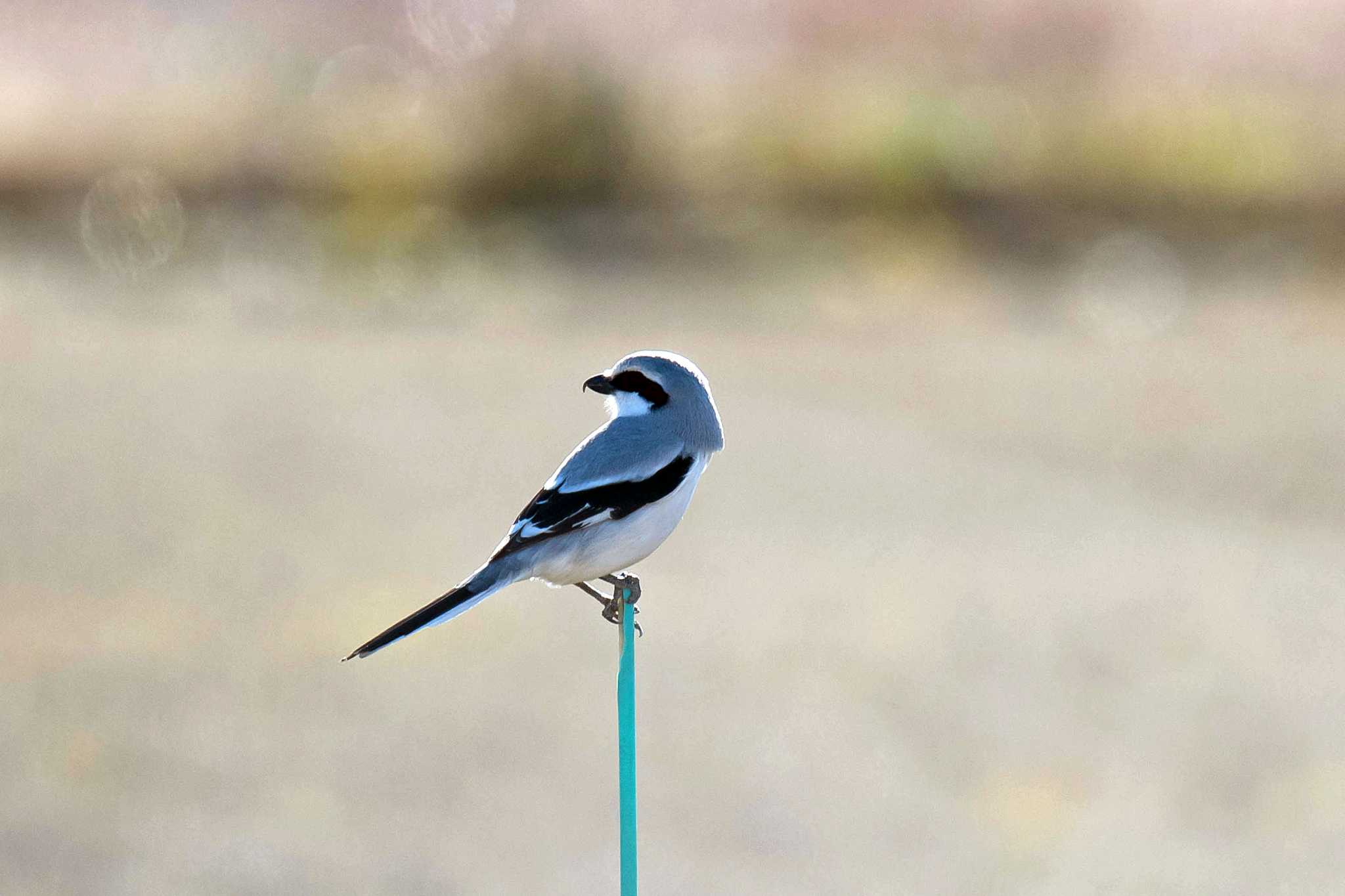 Photo of Chinese Grey Shrike at  by Tanago Gaia (ichimonji)