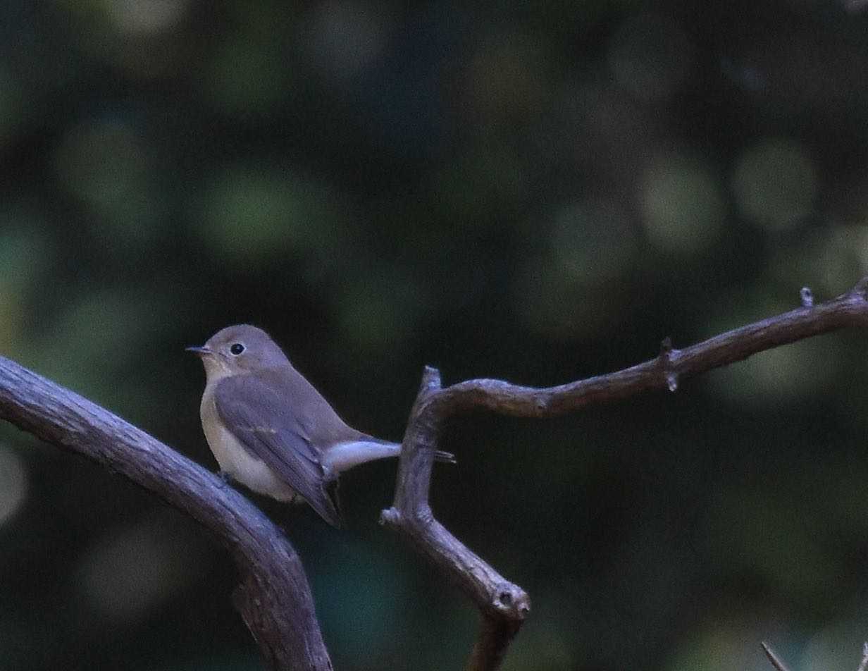 八柱霊園 オジロビタキの写真 by Trio