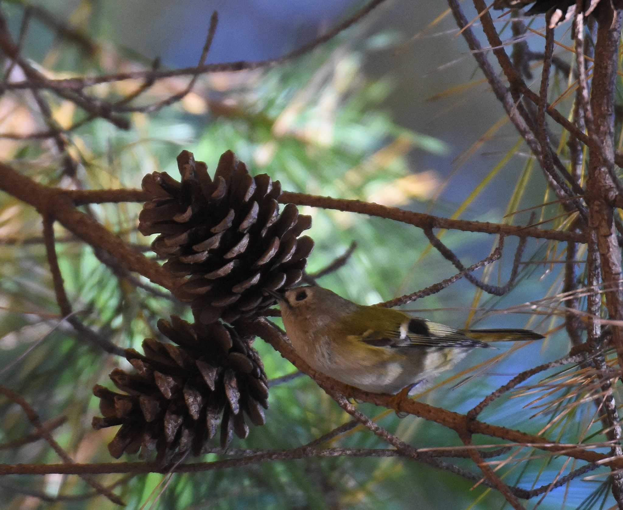 Goldcrest