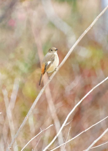 Daurian Redstart 和歌山県田辺市　新庄総合公園 Mon, 1/13/2020