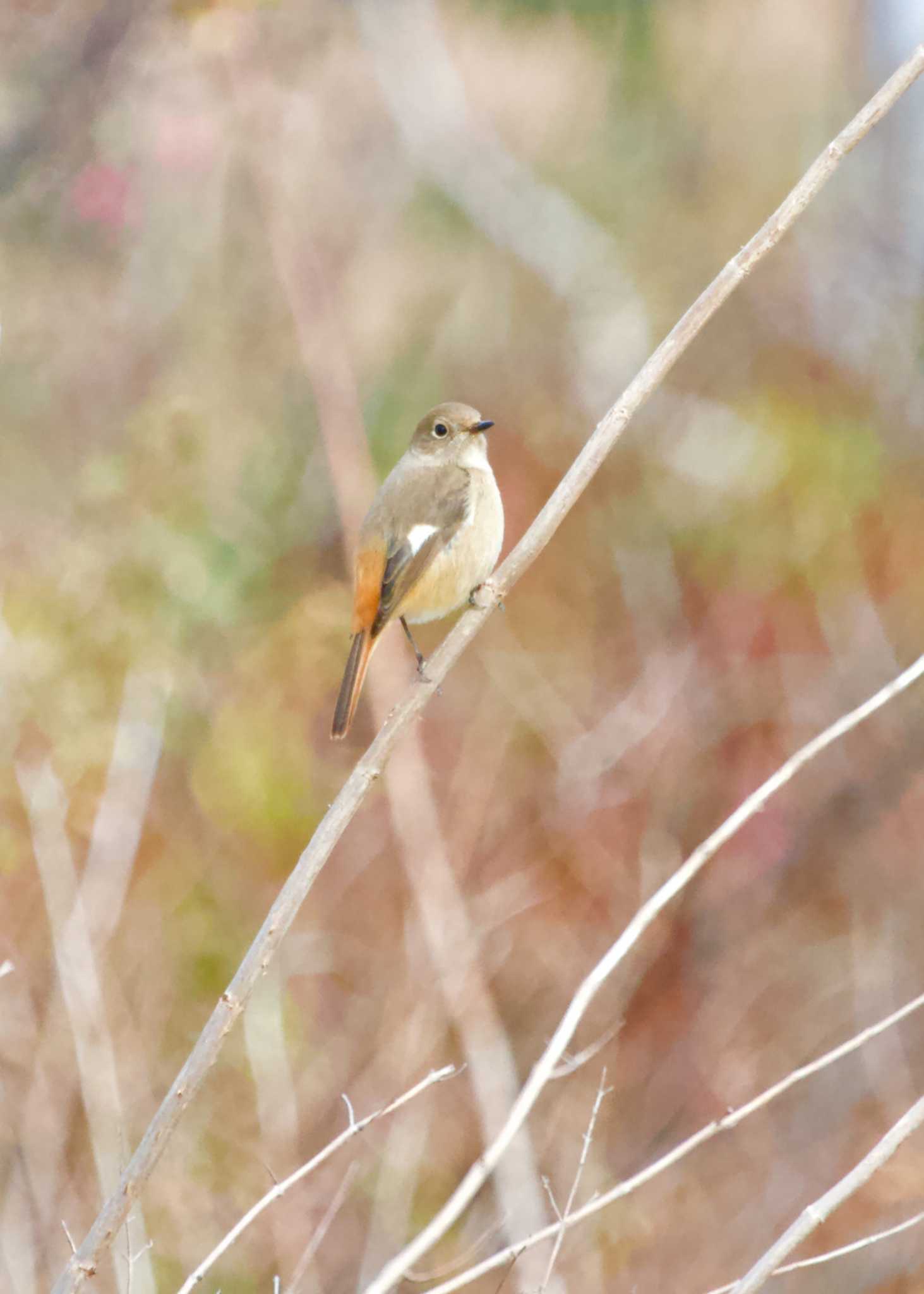 Photo of Daurian Redstart at 和歌山県田辺市　新庄総合公園 by ネコゆきち